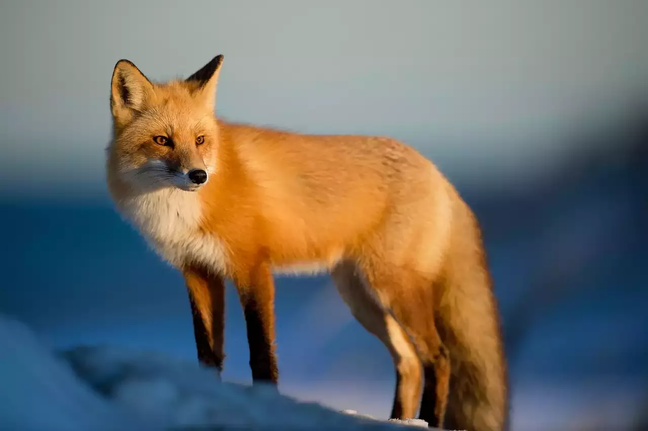 Versuchen Sie sich in der Tierfotografie