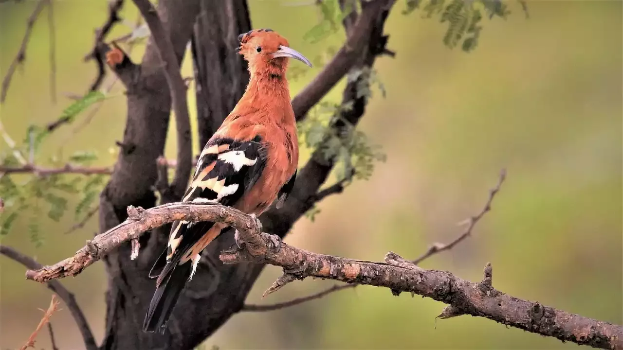 Bau einer Vogeltränke zur Vogelbeobachtung